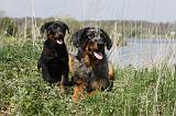 BEAUCERON - ADULTS and PUPPIES 029